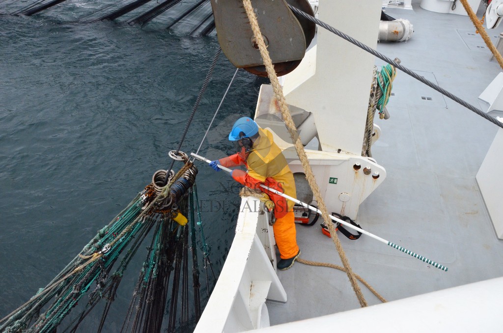nordsjøsild 2019  Strand Senior fiskere 