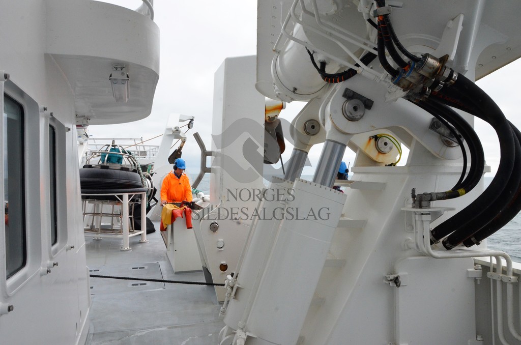 nordsjøsild 2019  Strand Senior fiskere 