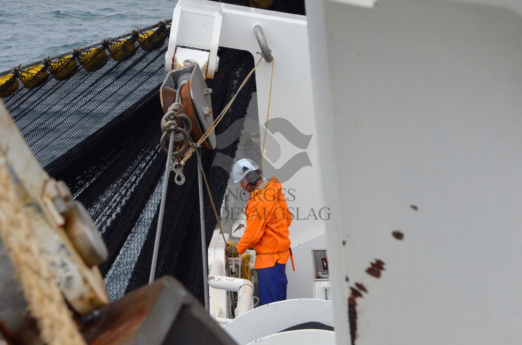 nordsjøsild 2019  Strand Senior fiskere 