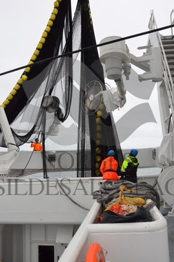 nordsjøsild 2019  Strand Senior fiskere 