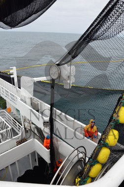 nordsjøsild 2019  Strand Senior fiskere 