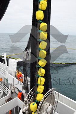 nordsjøsild 2019  Strand Senior fiskere 