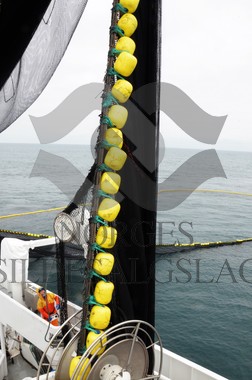 nordsjøsild 2019  Strand Senior fiskere 