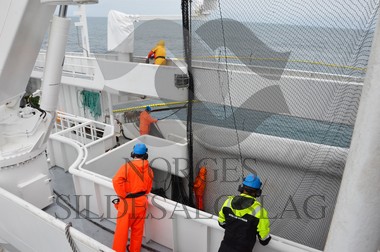 nordsjøsild 2019  Strand Senior fiskere 