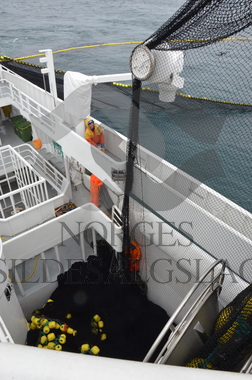 nordsjøsild 2019  Strand Senior fiskere 