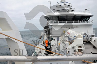 nordsjøsild 2019  Strand Senior fiskere 