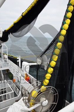 nordsjøsild 2019  Strand Senior fiskere 