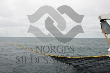 nordsjøsild 2019 not