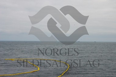 nordsjøsild 2019 not