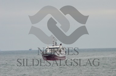 nordsjøsild 2019 X havskjer