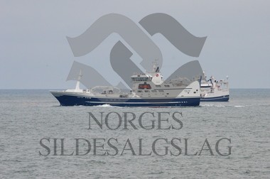 nordsjøsild 2019 kings bay