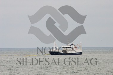 nordsjøsild 2019 kings bay