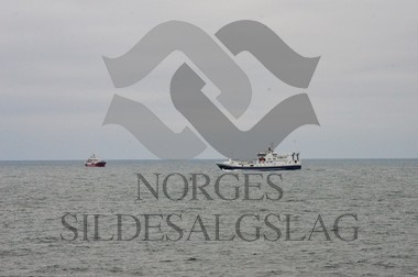 nordsjøsild 2019 kings bay