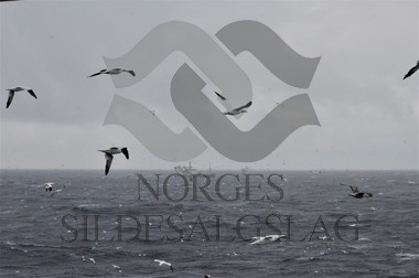 X Hargun makrell 2019