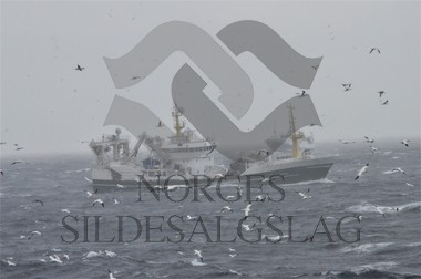 X Hargun makrell 2019