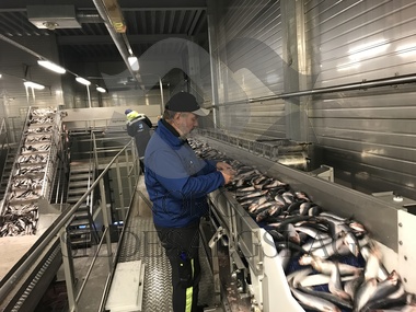 Helge kontroll senjahopen