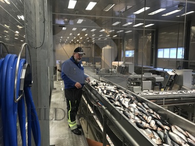 Helge kontroll senjahopen