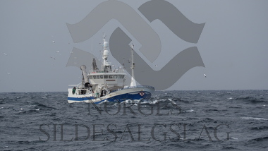 Havdrøn på makrellfiske 2019