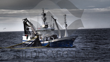 Havdrøn på makrellfiske 2019