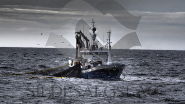 Havdrøn på makrellfiske 2019