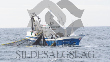 Havdrøn på makrellfiske 2019