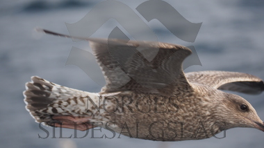 Fugler på makrellfeltet 2019