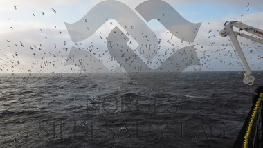 Fugler på makrellfeltet 2019