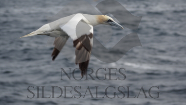 Fugler på makrellfeltet 2019