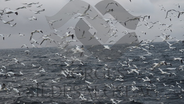 Fugler på makrellfeltet 2019