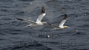 Fugler på makrellfeltet 2019