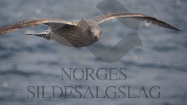 Fugler på makrellfeltet 2019