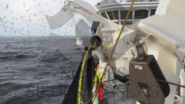 Rav på makrellfiske 2019