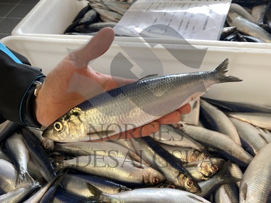 Minstepris nordsjøsild