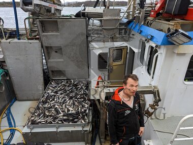 Hestmakrell Bogaskjer