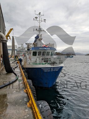 Hestmakrell Bogaskjer