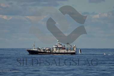 X Birkeland på sildefeltet