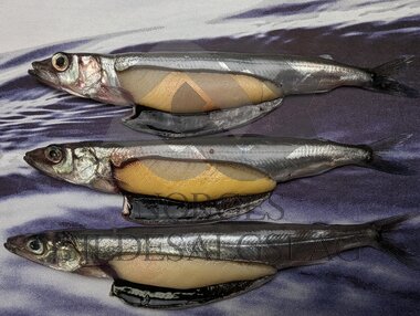 Lodde prøve drill med Rødholmen og Ingrid Mayala 