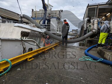 Hestmakrell Bogaskjer