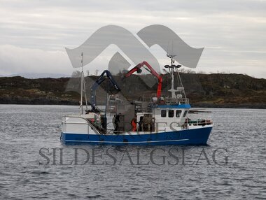 Hestmakrell Bogaskjer