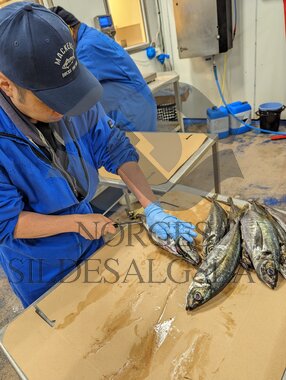 Hestmakrell kontroll japaner