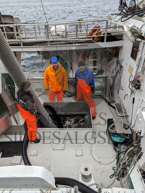 Hestmakrell Kameraten