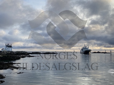 Vendla værøy lodde