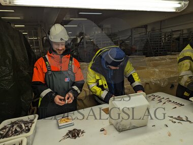 Lodde prøve drill med Rødholmen og Ingrid Mayala 