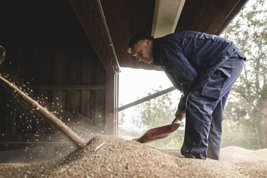 Kornets vei fra bonde til brød. Foto  Krister Sørbø  Brød   Korn