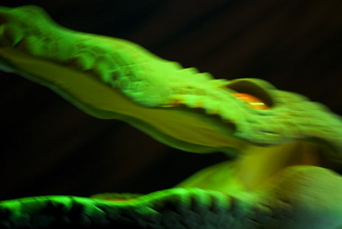 Jorden rundt på 80 minutter