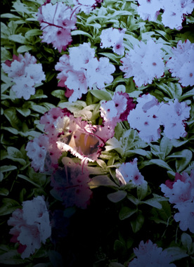 Sangen om den røde rubin