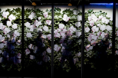 Sangen om den røde rubin