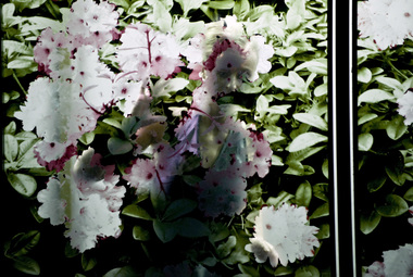 Sangen om den røde rubin