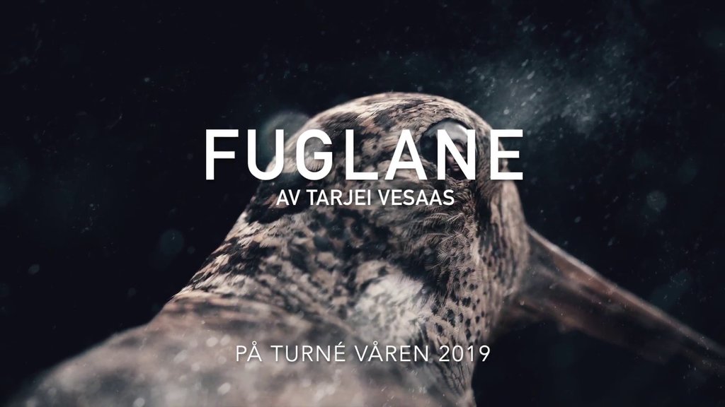 Fuglane - kort video zoom