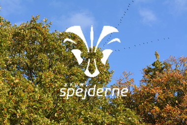 Diamant på Terp Spejdercenter 2018